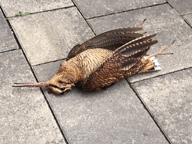 Is dit nou een grutto of toch wat anders?